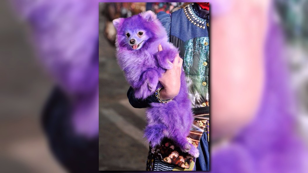 purple unicorn dog